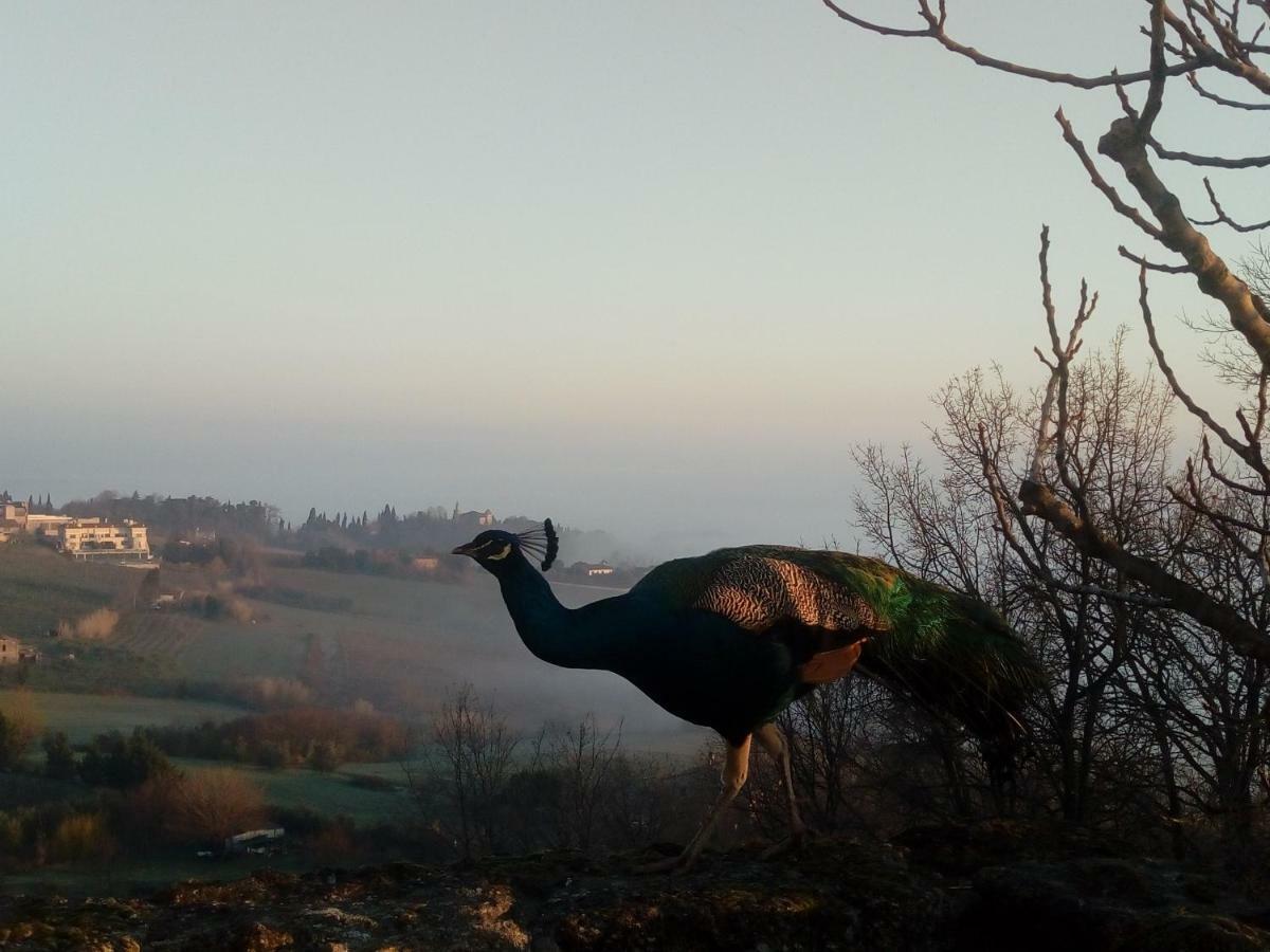 La Cana Dolce Bertinoro Buitenkant foto